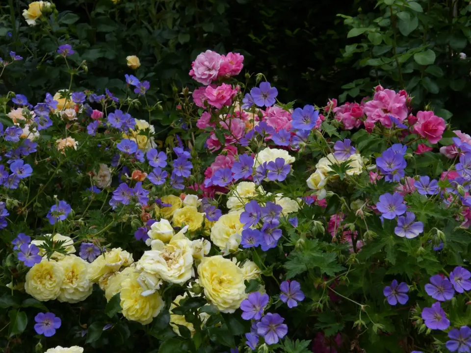 Smíšený záhon mnohokvětých růží v netypické kombinaci žluté (Solero) a růžové (Neon) doplňují kakosty Rozanne.