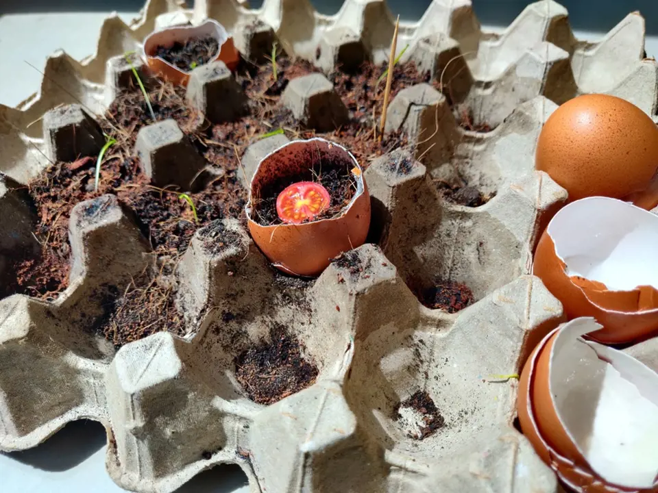 K předpěstování rostlin můžeme využít papírová plata od vajec.