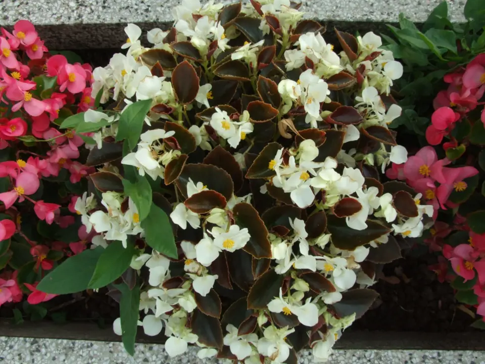 begónie stálokvětá (Begonia semperflorens), odrůda Ostas F1