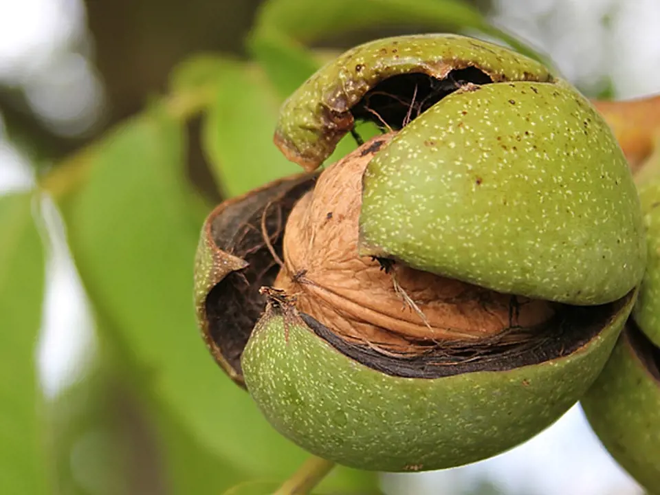 Zdravé ořechy jsou cennou pochoutkou