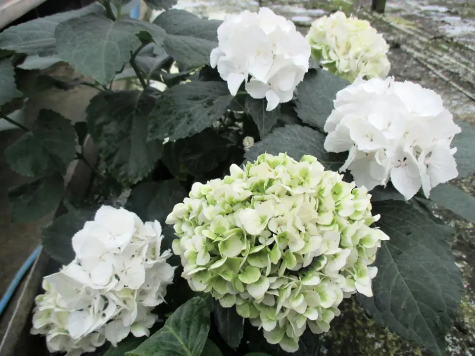 Hortenzie - bílé květy.