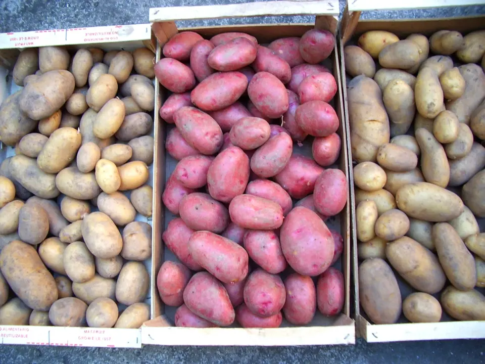 Kvalitní sadbové brambory