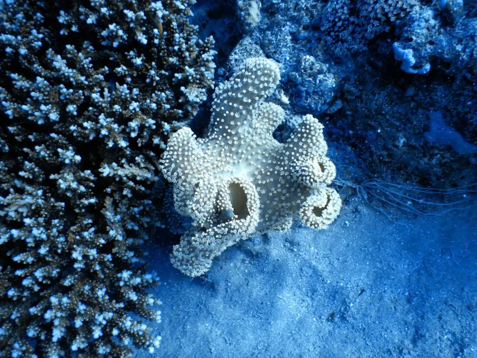 Mořské houby skvěle sají, ale způsobují záněty a infekce.
