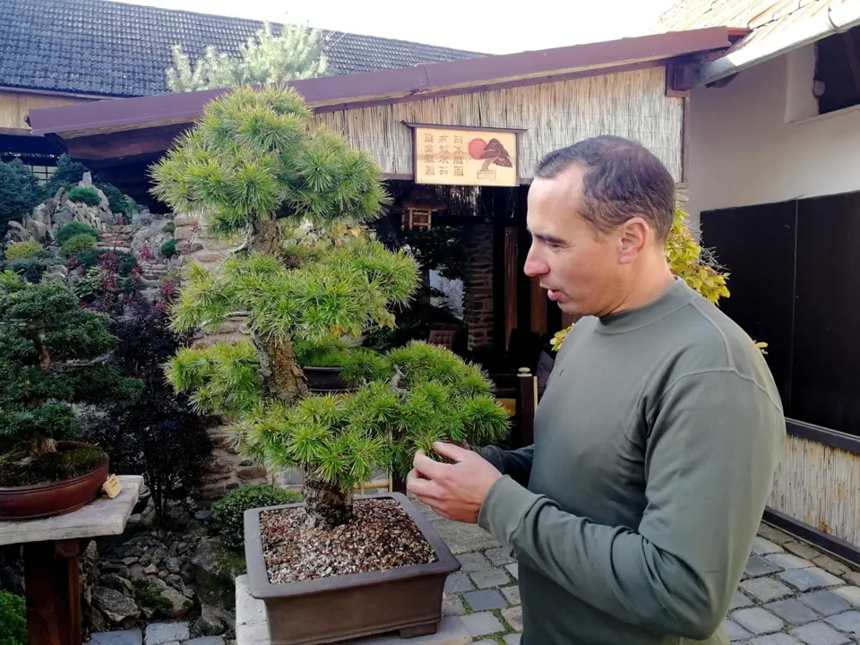 Petr Havelka a jeho bonsaje