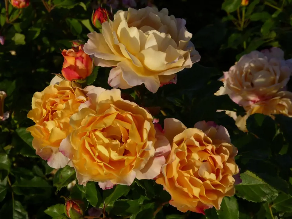 Růže odrůdy Sonnenwelt