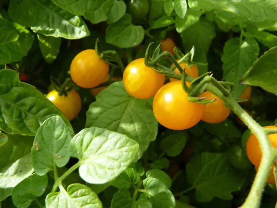 Divoká rajčata lze pěstovat i ve žluté barvě