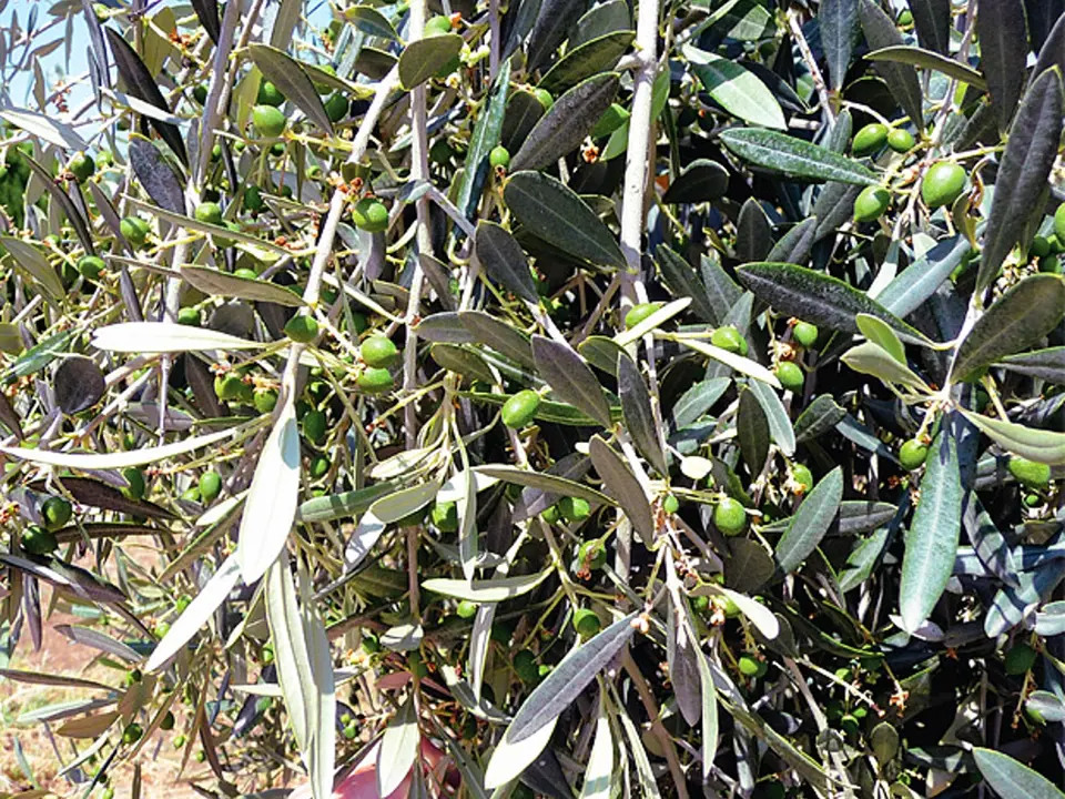 Hlošina úzkolistá (Elaeagnus angustifolia) zvaná též česká oliva