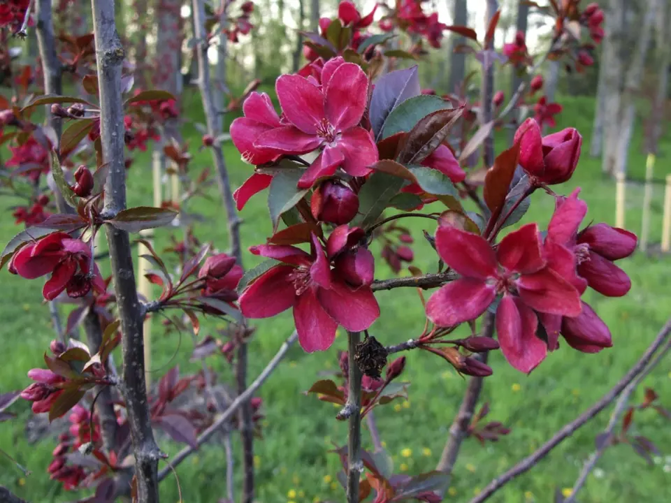 Červenolistá okrasná jabloň je atraktivní nejen v době květu