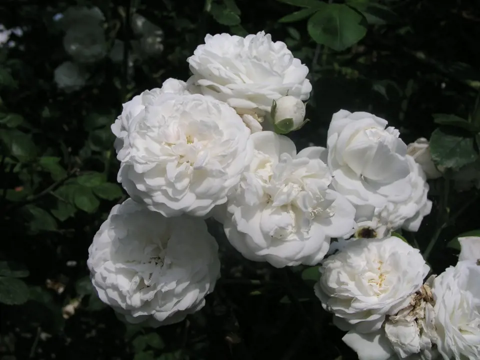 Sadová růže, odrůda Bílý Ideál