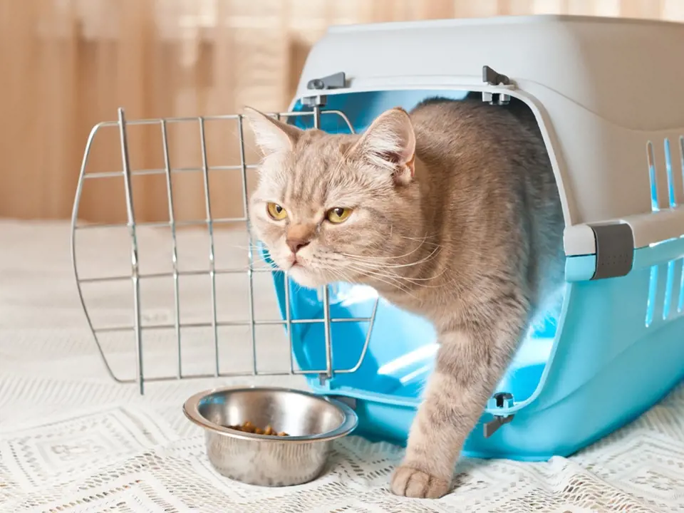 Pro převoz kočky k veterináři je nejpraktičtější bezpečná přenoska.