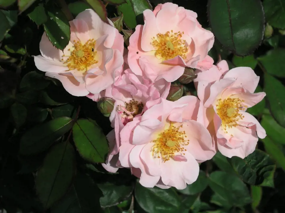 Clair Matin (Meilland, Francie, 1960). Květ je světle růžový s oranžovým nádechem, velký asi 8 cm; výška růže 3 m. Opakovaně kvetoucí