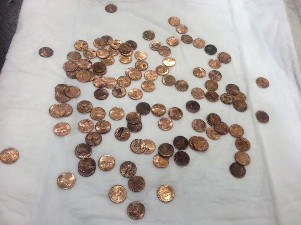 V břiše tohoto třináctiletého Jack Russell teriéra veterinář objevil celou hromadu drobných mincí.