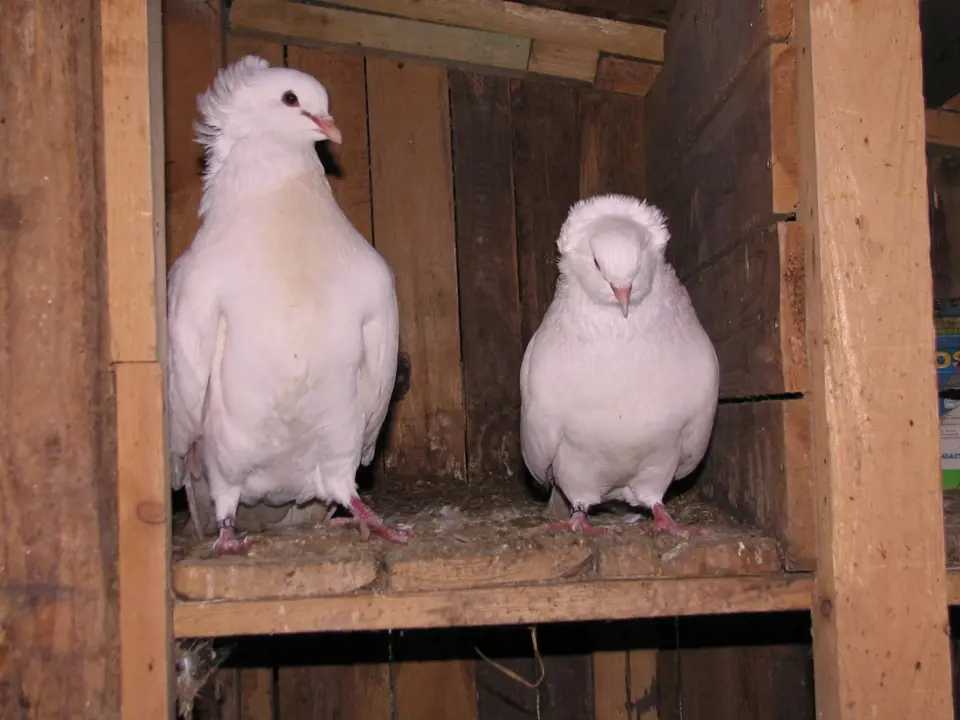 I montaubánci, jako všichni holubi, potřebují společnost svého druhu