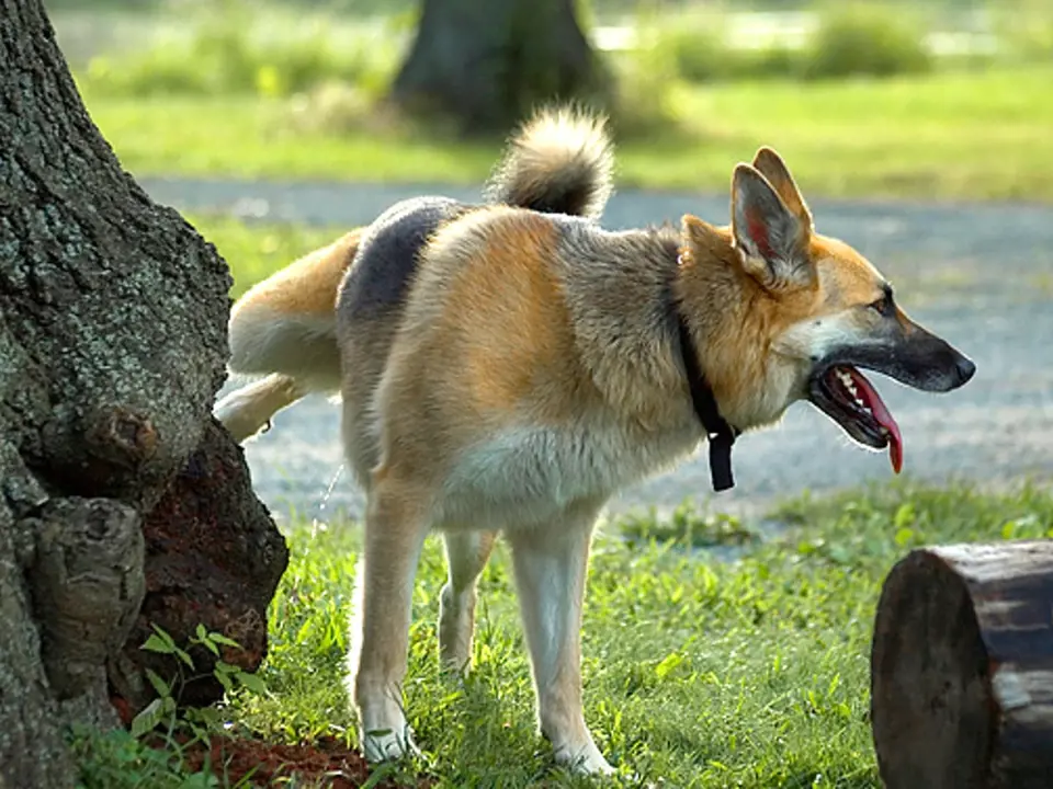 Neviditelné značky napsané močí umisťují psi na význačná místa.