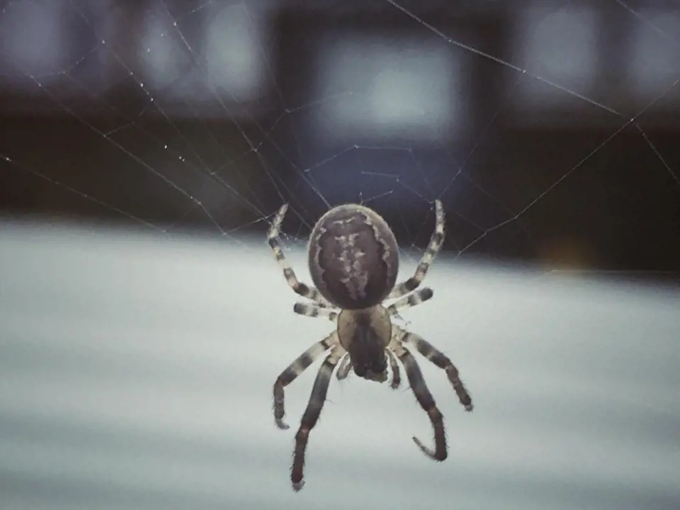 Pavouci se budou od vašeho domu držet dál.