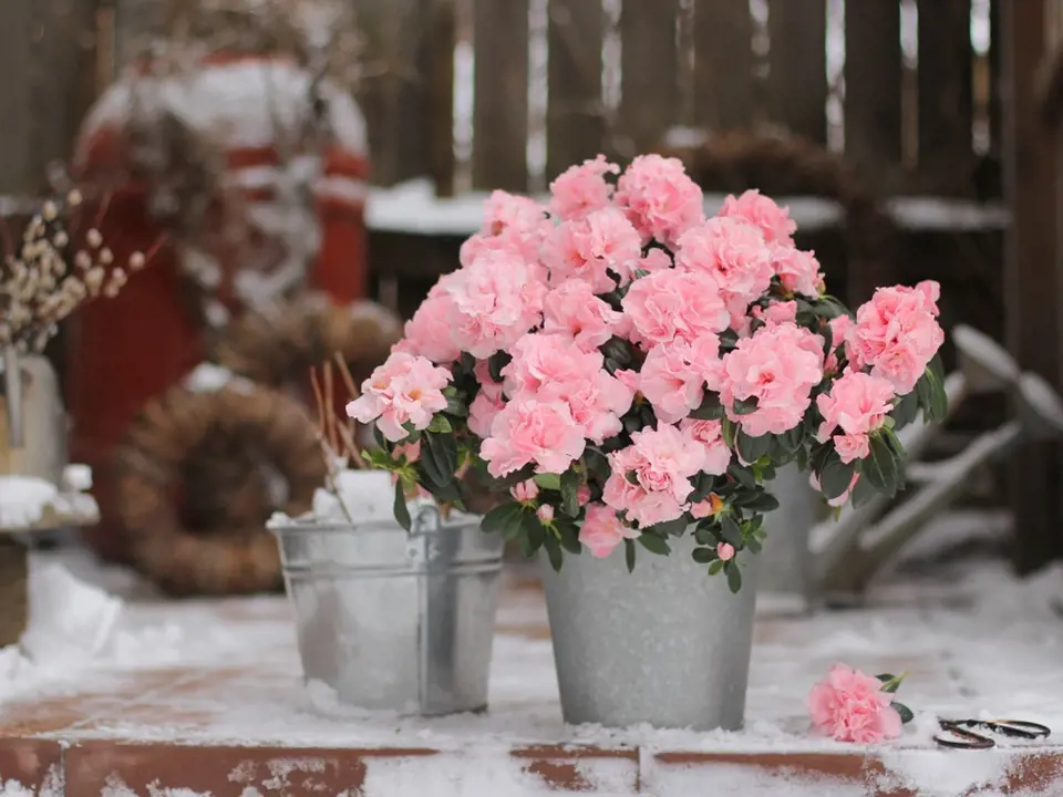 Nádherně kvetoucí azalky mají rády chlad, ale nesmí být vystaveny mrazu.