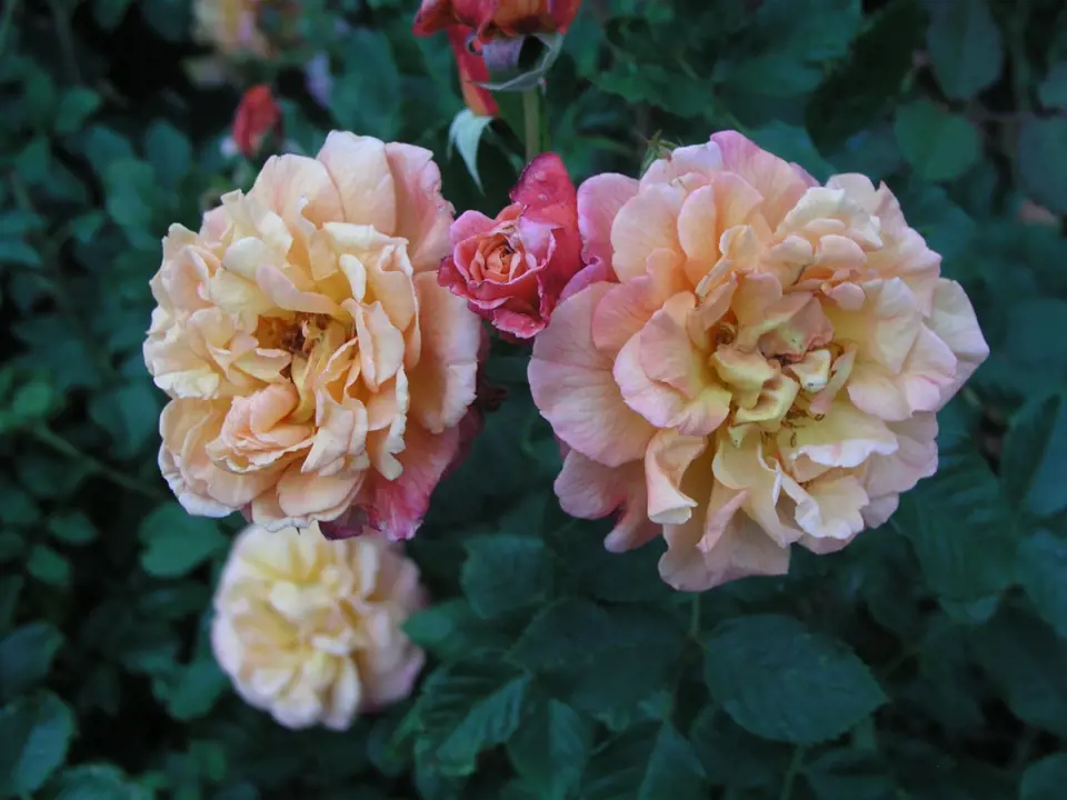 Aloha (Kordes, Německo, 2003). Hustý, asi 8 cm velký květ je oranžově růžový, poupě světle červené; výška růže 3,5 m. Opakovaně kvetoucí