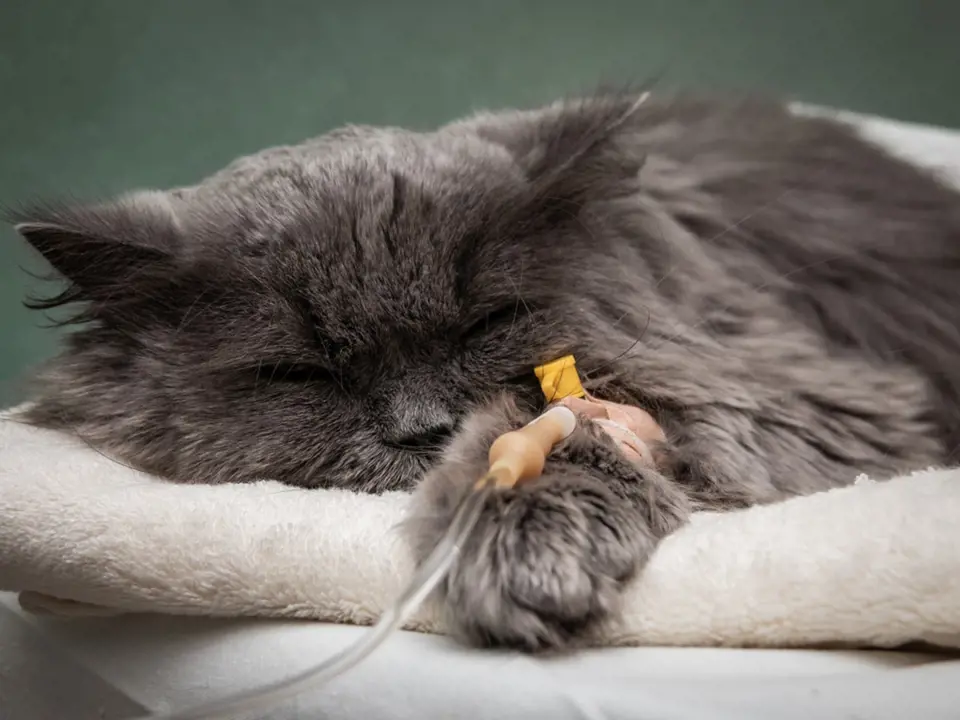 Kočky s dlouhou srstí mívají více smotků chlupů v těle.