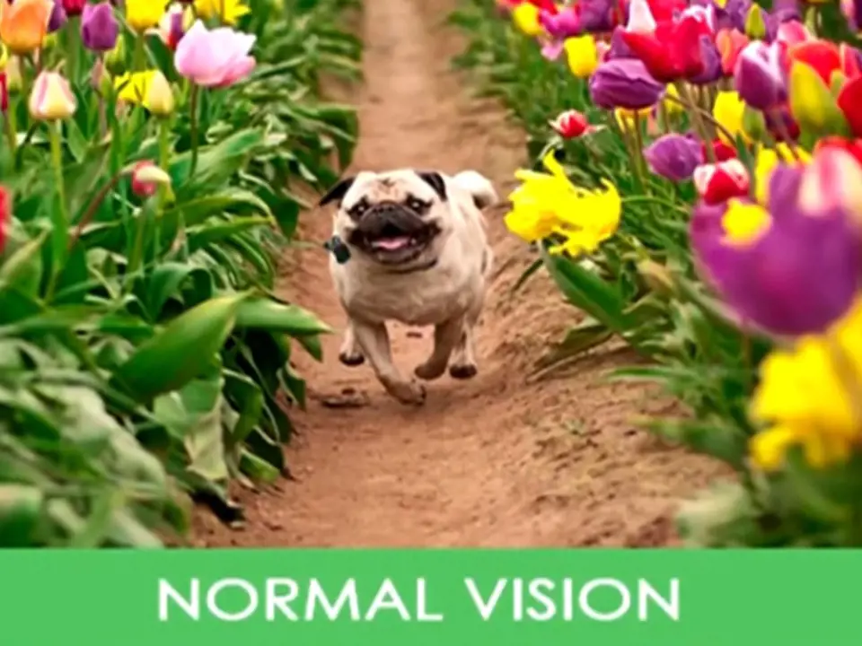 Pes při normálním vidění.