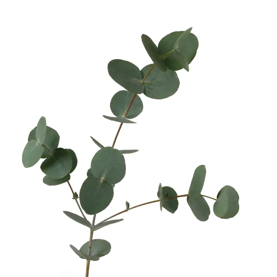 větvičky s mladými listy blahovičníku (eukalyptu) jsou krásné i samotné
