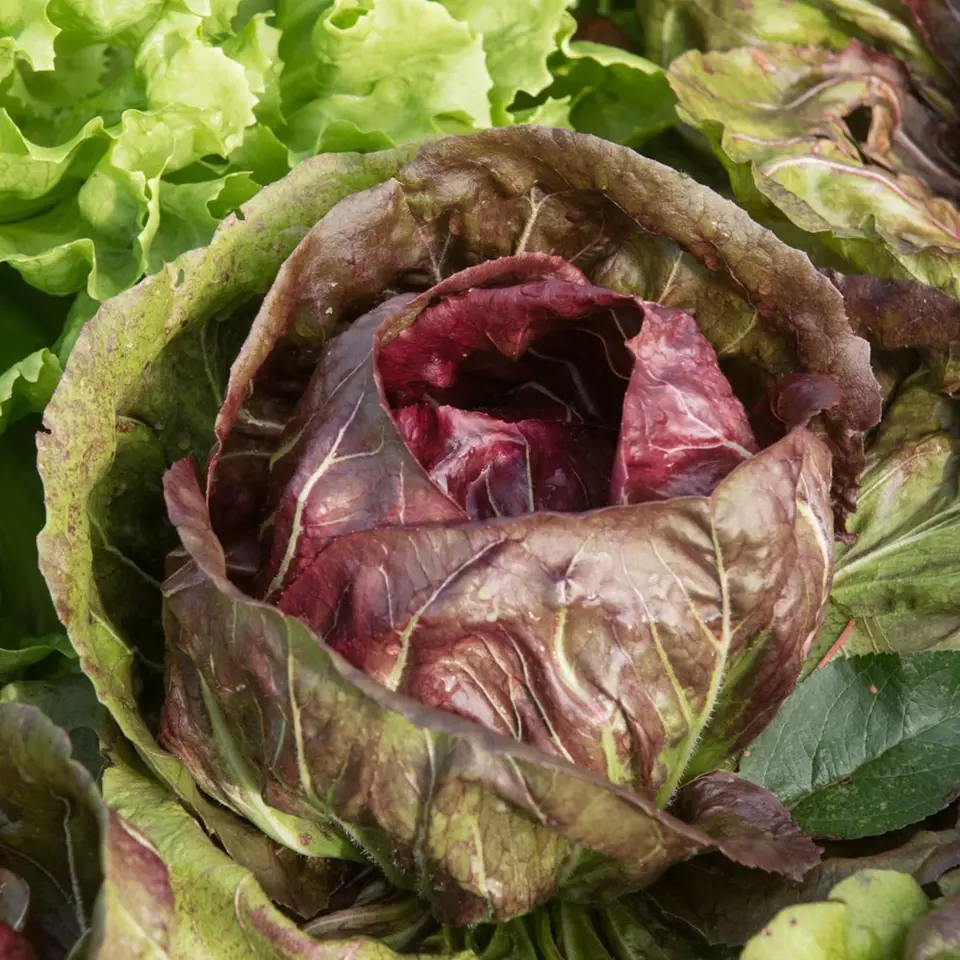 Salátová čekanka je lehce nahořklá, křupavá, zdravá a chutná zelenina