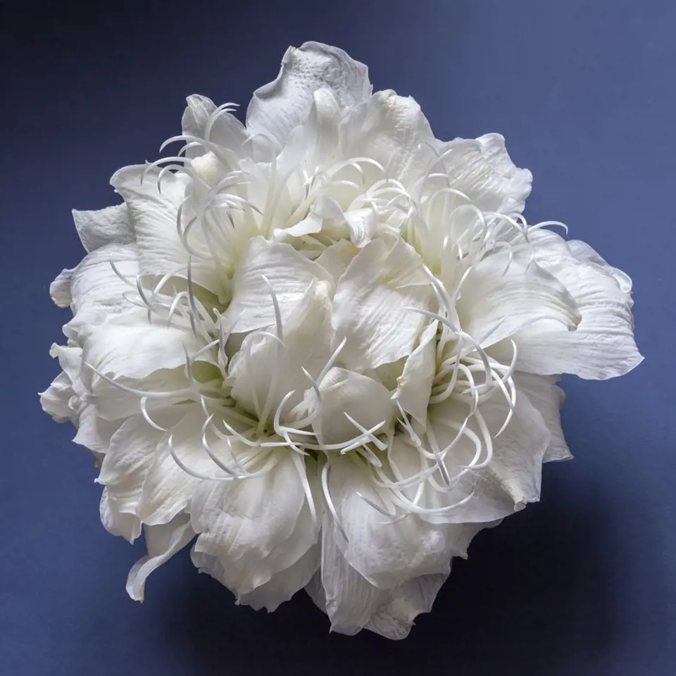 Bílá glamélie z okvětních plátků lilií. 