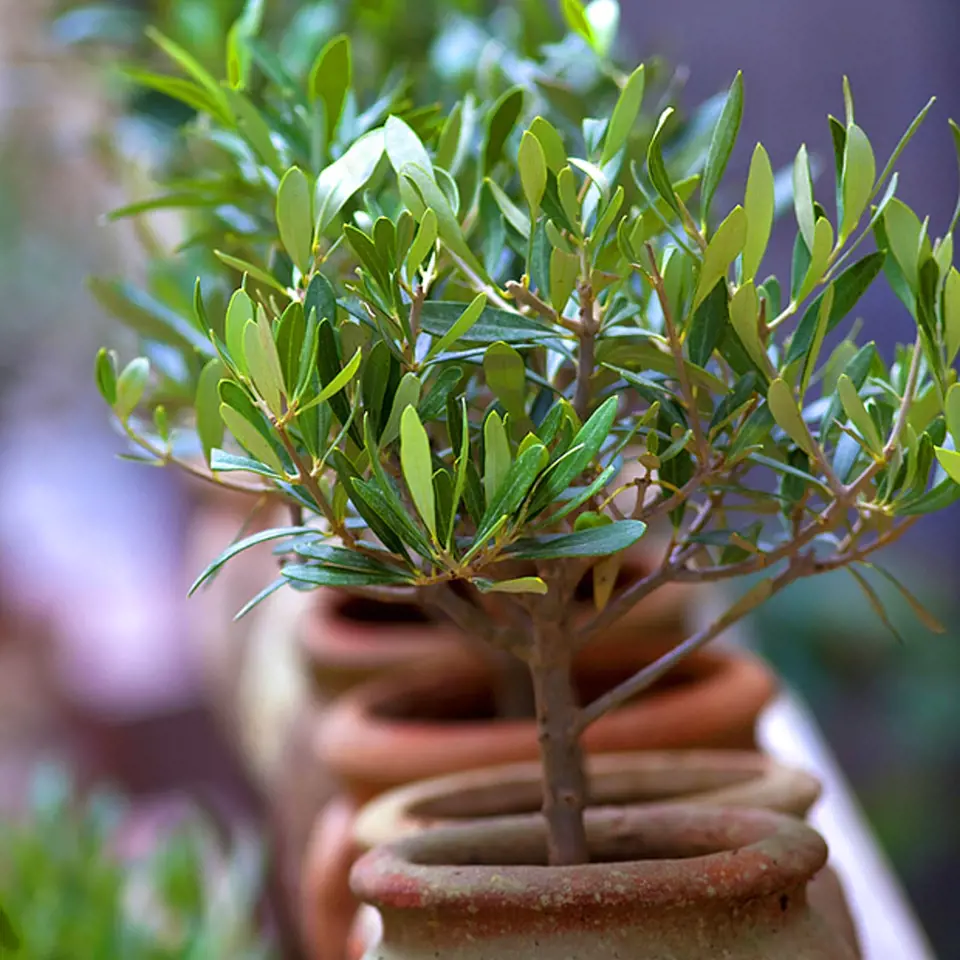 Olivovník jako přenosná rostlina