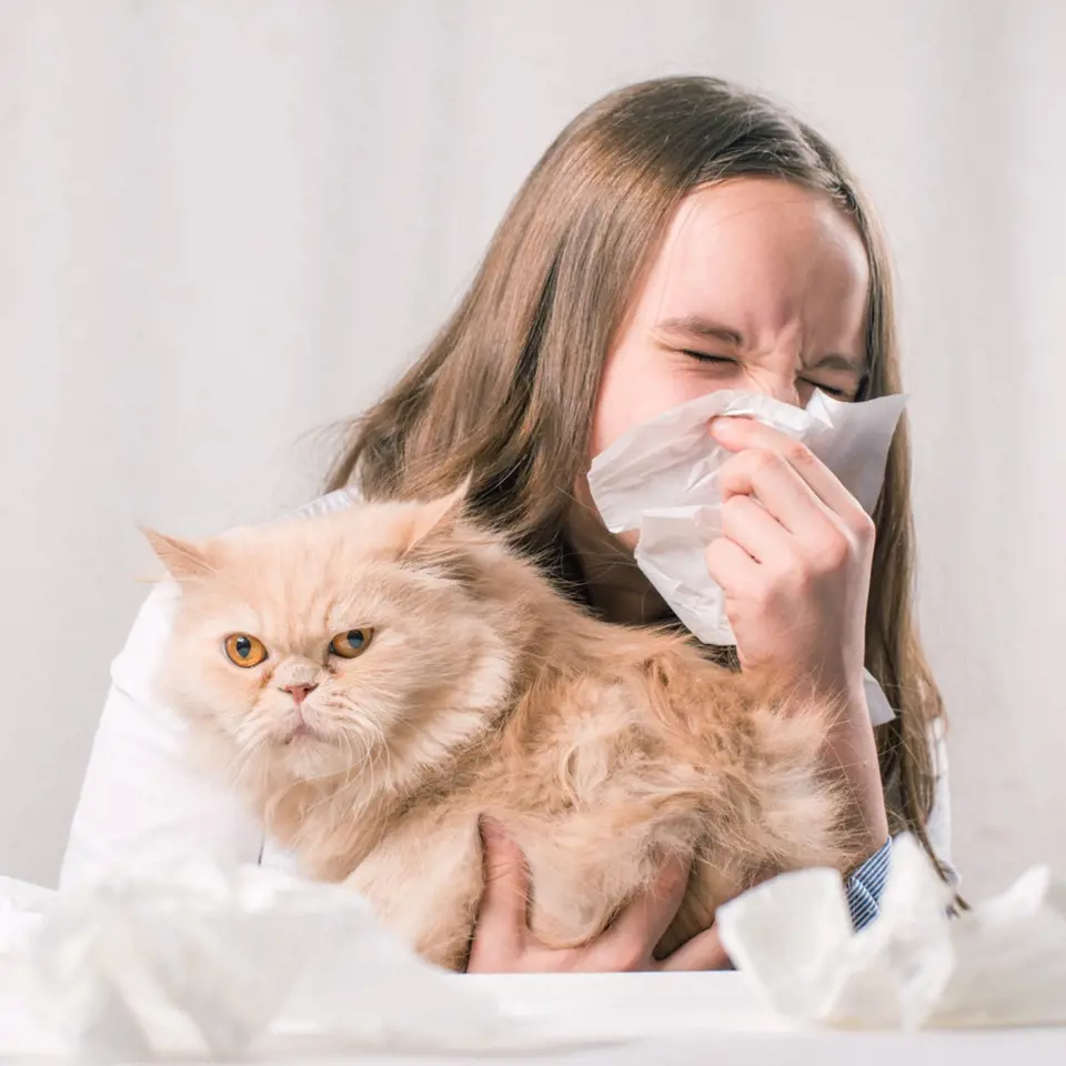 Pro alergiky může být kočka problém. Někdy stačí pravidelný úklid a omezení mazlení, jindy je třeba mazlíka přesunout k příbuzným.