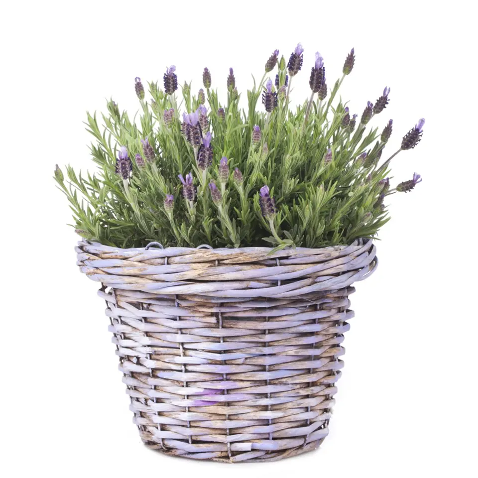 Levandule francouzská neboli korunkatá je přímo ideální květina pro pěstování v košíku.
