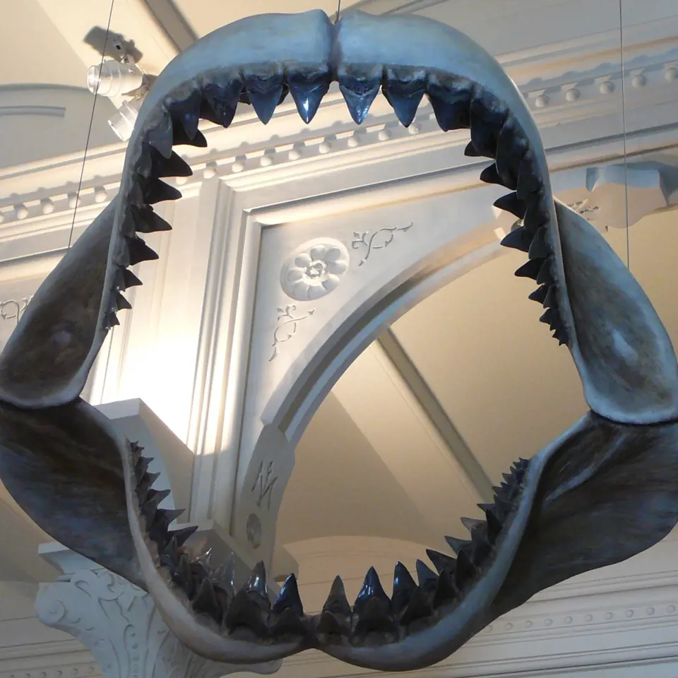 Model čelistí megalodona v Americkém muzeu přírodní historie v New Yorku.