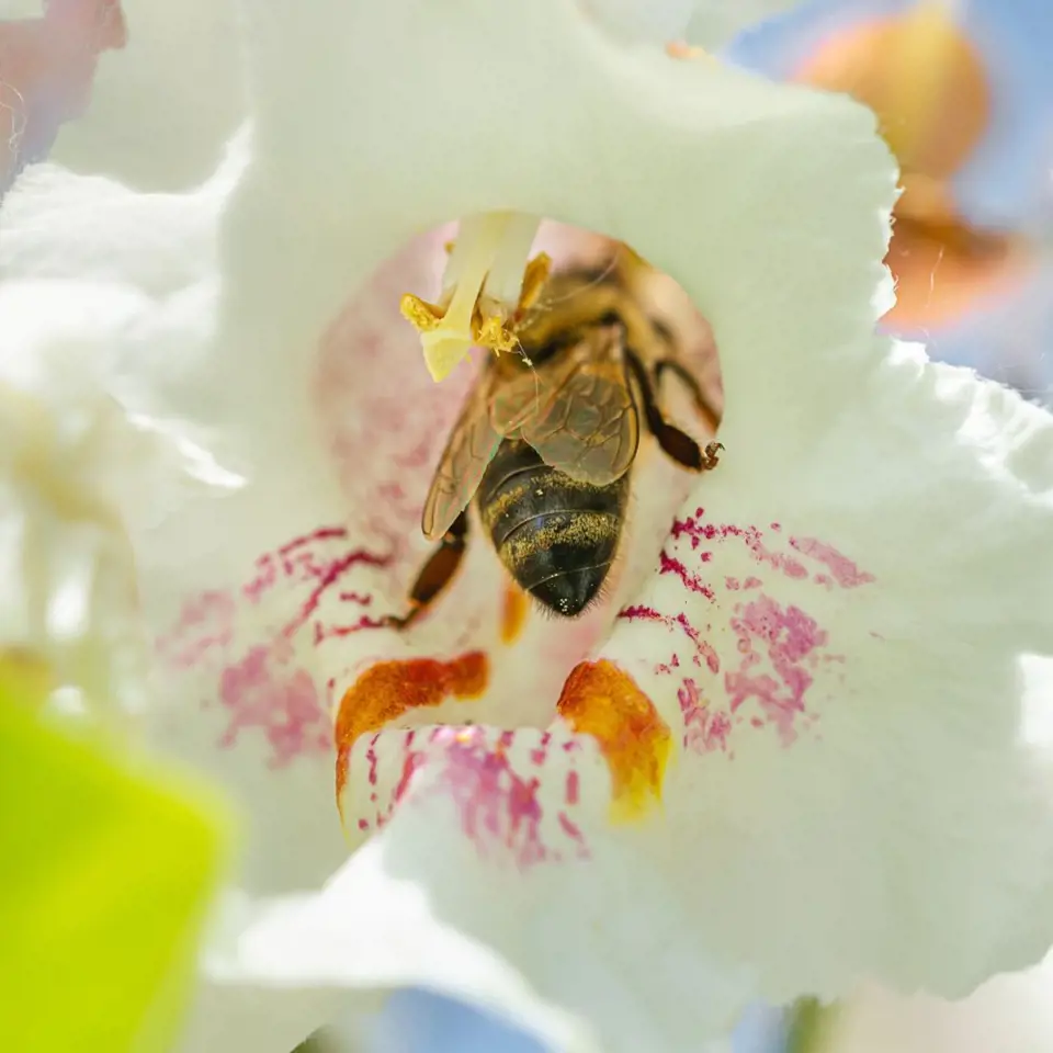 Květy katalpy poskytují potravu včelám a čmelákům