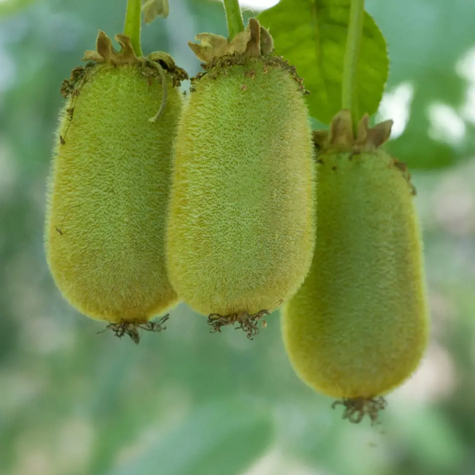 Plody kiwi mají často různou barvu, tvar i chuť.