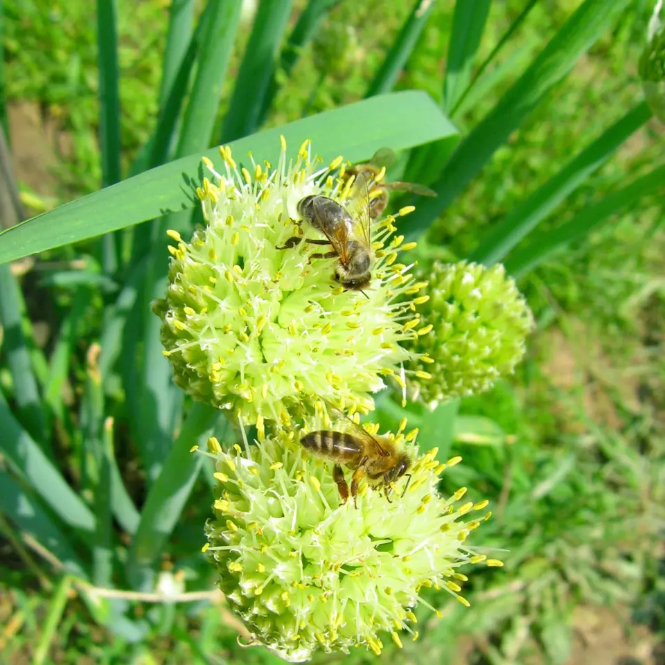 Cibule zimní maďarská láká včely opylovačky