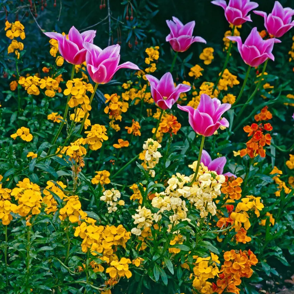 Chejr vonný neboli zimní fiala jako krásný a voňavý partner tulipánů