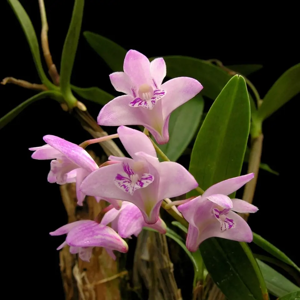 Orchidej Dendrobium kingianum.