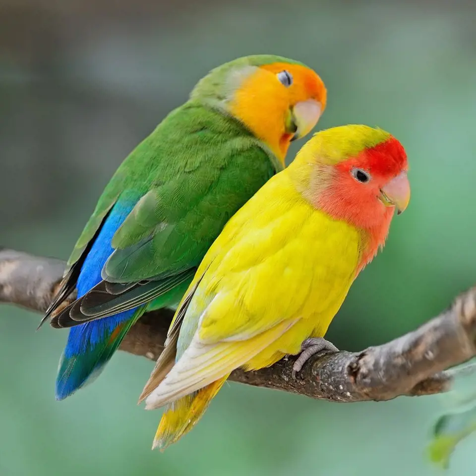 Papoušíci jsou okouzlující ptáci, které zvládne chovat i začátečník