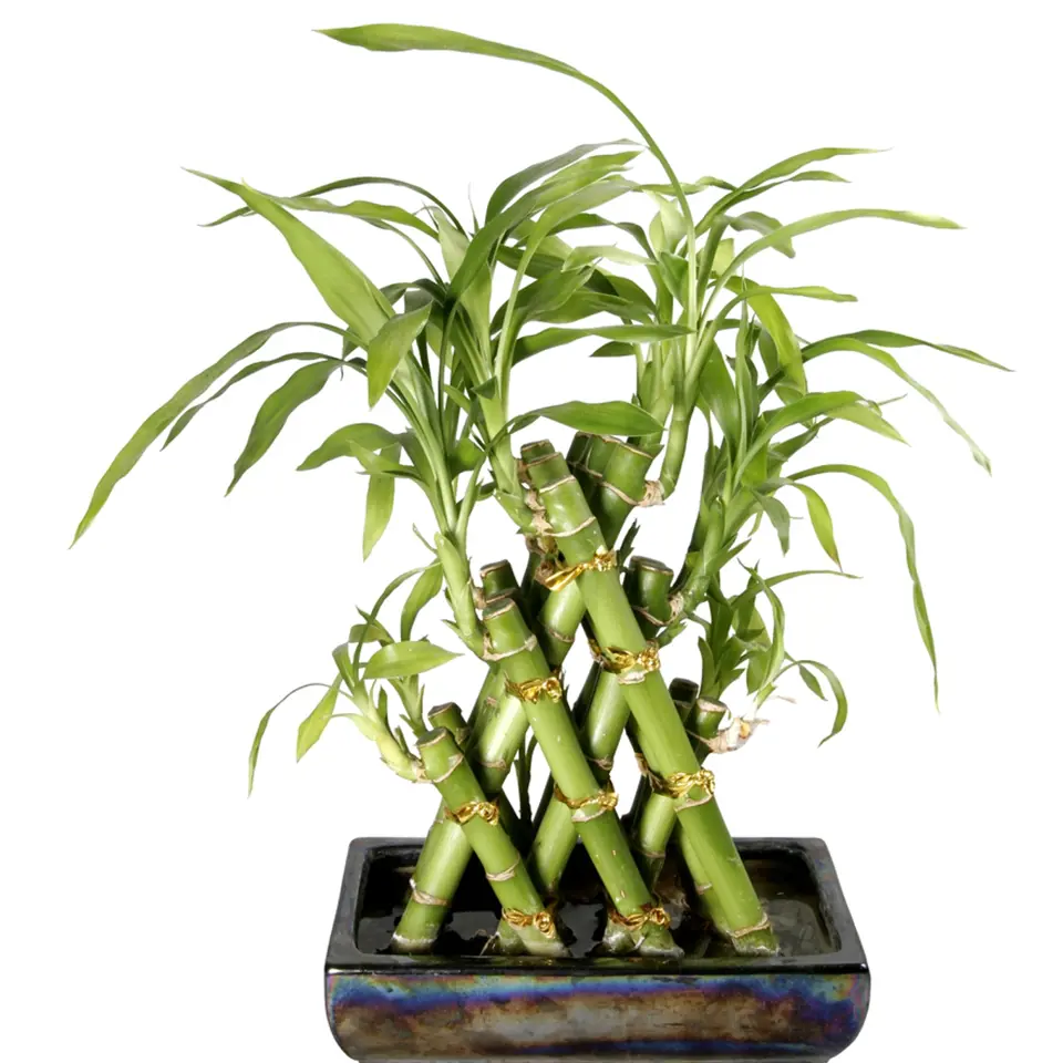 Lucky Bamboo je rostlina ideální pro vytváření různých kompozic.